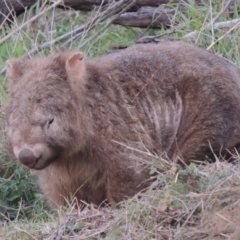 Vombatus ursinus (Common wombat, Bare-nosed Wombat) at Paddys River, ACT - 6 Jun 2015 by michaelb