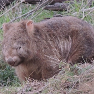 Vombatus ursinus at Paddys River, ACT - 6 Jun 2015 06:19 PM