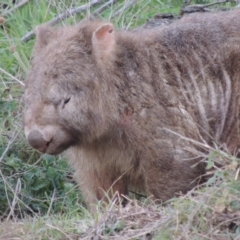 Vombatus ursinus at Paddys River, ACT - 6 Jun 2015 06:19 PM