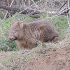 Vombatus ursinus at Paddys River, ACT - 6 Jun 2015 06:19 PM