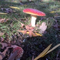 Amanita muscaria (Fly Agaric) at Red Hill, ACT - 10 Jun 2016 by jks