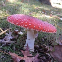 Amanita muscaria at Red Hill, ACT - 10 Jun 2016