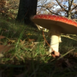 Amanita muscaria at Red Hill, ACT - 10 Jun 2016