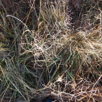 Dianella sp. aff. longifolia (Benambra) (Pale Flax Lily, Blue Flax Lily) at Monash Grassland - 9 Jun 2016 by MichaelMulvaney