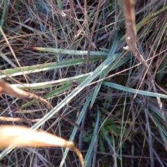 Dianella sp. aff. longifolia (Benambra) at Monash, ACT - 10 Jun 2016