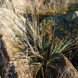 Dianella sp. aff. longifolia (Benambra) at Monash, ACT - 10 Jun 2016