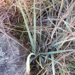 Dianella sp. aff. longifolia (Benambra) at Monash, ACT - 10 Jun 2016