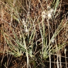 Dianella sp. aff. longifolia (Benambra) (Pale Flax Lily, Blue Flax Lily) at Isabella Pond - 9 Jun 2016 by MichaelMulvaney