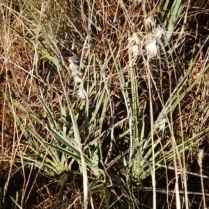 Dianella sp. aff. longifolia (Benambra) at Monash, ACT - 10 Jun 2016 09:33 AM