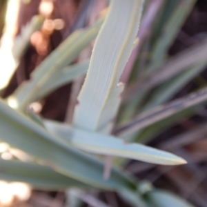 Dianella sp. aff. longifolia (Benambra) at Monash, ACT - 10 Jun 2016 09:33 AM