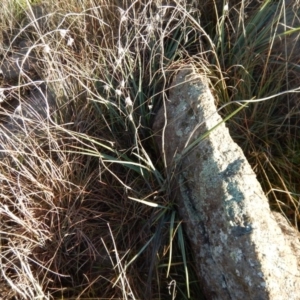 Dianella sp. aff. longifolia (Benambra) at Monash, ACT - 10 Jun 2016