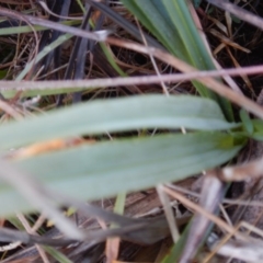 Dianella sp. aff. longifolia (Benambra) at Monash, ACT - 10 Jun 2016 09:36 AM