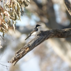 Myiagra inquieta (Restless Flycatcher) at Callum Brae - 10 Jun 2016 by roymcd