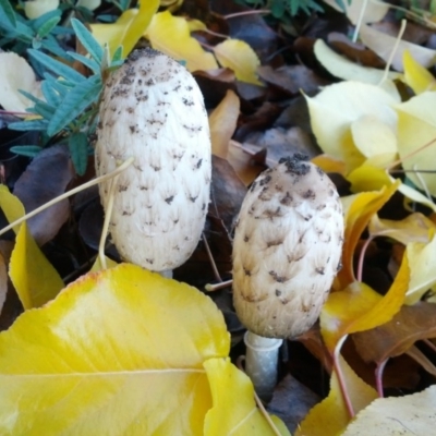 Coprinus comatus (Shaggy Ink Cap) at Macquarie, ACT - 11 Jun 2016 by NathanaelC