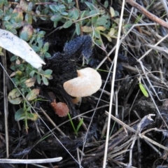 Unidentified at Wanniassa Hill - 11 Jun 2016 by ArcherCallaway