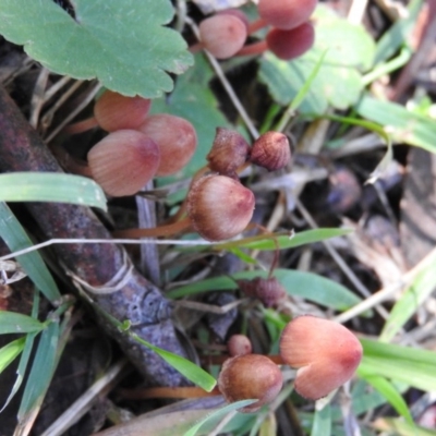 Mycena sp. (genus) (Mycena) at Fadden, ACT - 11 Jun 2016 by ArcherCallaway