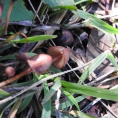 Mycena sp. at Fadden, ACT - 11 Jun 2016