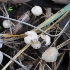 Marasmius at Fadden, ACT - 11 Jun 2016 by RyuCallaway