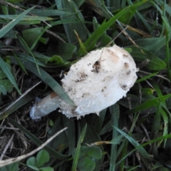 Coprinus comatus (Shaggy Ink Cap) at Sullivans Creek, Lyneham South - 9 Jun 2016 by ArcherCallaway