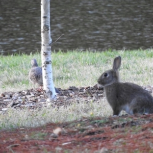 Oryctolagus cuniculus at Canberra, ACT - 10 Jun 2016