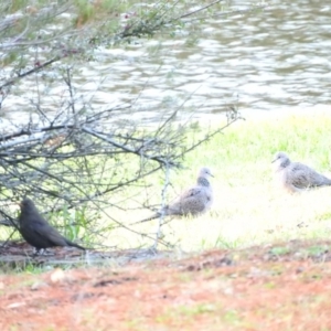 Turdus merula at Canberra, ACT - 10 Jun 2016