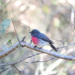 Petroica rosea (Rose Robin) at Fadden Hills Pond - 11 Jun 2016 by ArcherCallaway