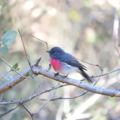 Petroica rosea (Rose Robin) at Fadden Hills Pond - 11 Jun 2016 by ArcherCallaway