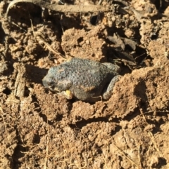 Uperoleia laevigata (Smooth Toadlet) at Mount Majura - 12 Jun 2016 by AaronClausen