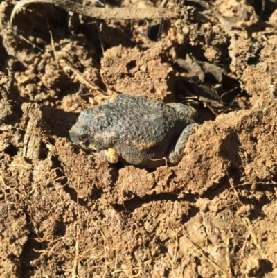 Uperoleia laevigata (Smooth Toadlet) at Mount Majura - 12 Jun 2016 by AaronClausen