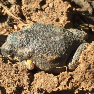 Uperoleia laevigata at Majura, ACT - 12 Jun 2016 01:52 PM