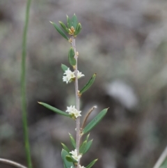 Monotoca scoparia (Broom Heath) at Black Mountain - 6 Jun 2016 by KenT