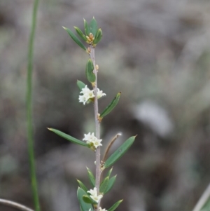 Monotoca scoparia at Acton, ACT - 6 Jun 2016 01:00 PM