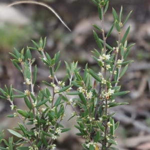 Monotoca scoparia at Acton, ACT - 6 Jun 2016