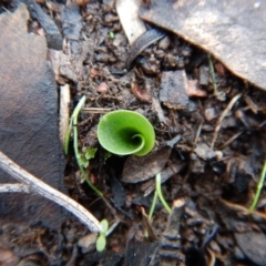 Corysanthes incurva (Slaty Helmet Orchid) at Aranda, ACT - 9 Jun 2016 by CathB