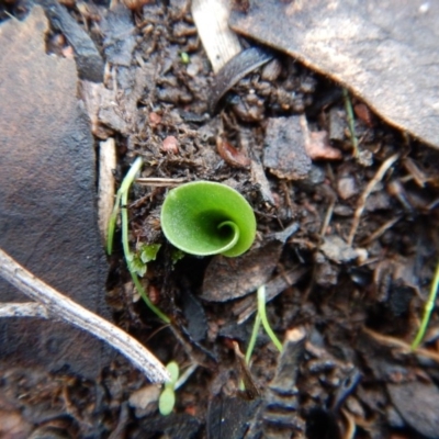 Corysanthes incurva (Slaty Helmet Orchid) at Aranda Bushland - 9 Jun 2016 by CathB