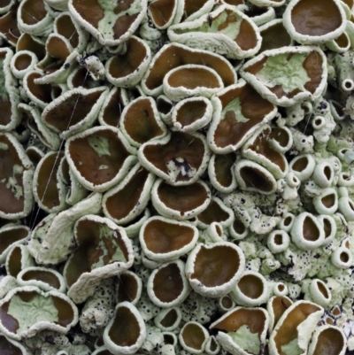Parmeliaceae (family) (A lichen family) at Acton, ACT - 6 Jun 2016 by KenT