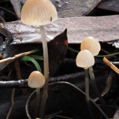 Mycena sp. (genus) (Mycena) at Acton, ACT - 6 Jun 2016 by KenT