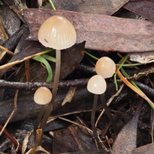 Mycena sp. at Acton, ACT - 6 Jun 2016