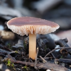 Rhodocollybia incarnata (Rhodocollybia incarnata) at Black Mountain - 6 Jun 2016 by KenT