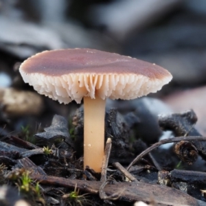 Rhodocollybia incarnata at Acton, ACT - 6 Jun 2016