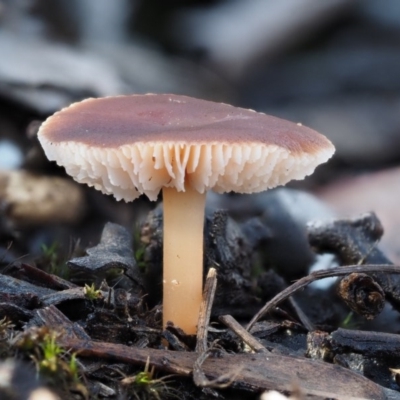 Rhodocollybia incarnata (Rhodocollybia incarnata) at Black Mountain - 6 Jun 2016 by KenT