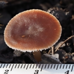 Rhodocollybia incarnata at Acton, ACT - 6 Jun 2016