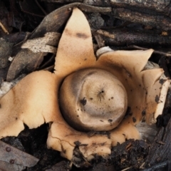 Geastrum sp. (genus) (An earthstar) at Acton, ACT - 6 Jun 2016 by KenT