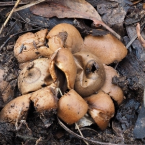 Geastrum sp. at Acton, ACT - 6 Jun 2016