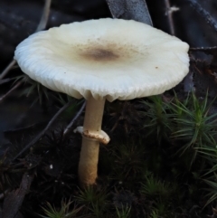 Lepiota s.l. at Black Mountain - 6 Jun 2016 by KenT