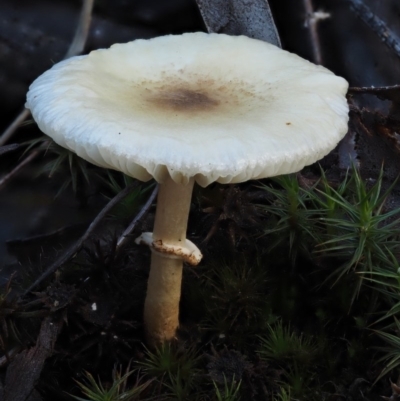 Lepiota s.l. at Black Mountain - 6 Jun 2016 by KenT