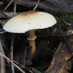 Lepiota s.l. at Acton, ACT - 6 Jun 2016