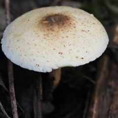 Lepiota s.l. at Acton, ACT - 6 Jun 2016