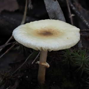 Lepiota s.l. at Acton, ACT - 6 Jun 2016