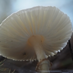 Lepiota s.l. at Acton, ACT - 6 Jun 2016